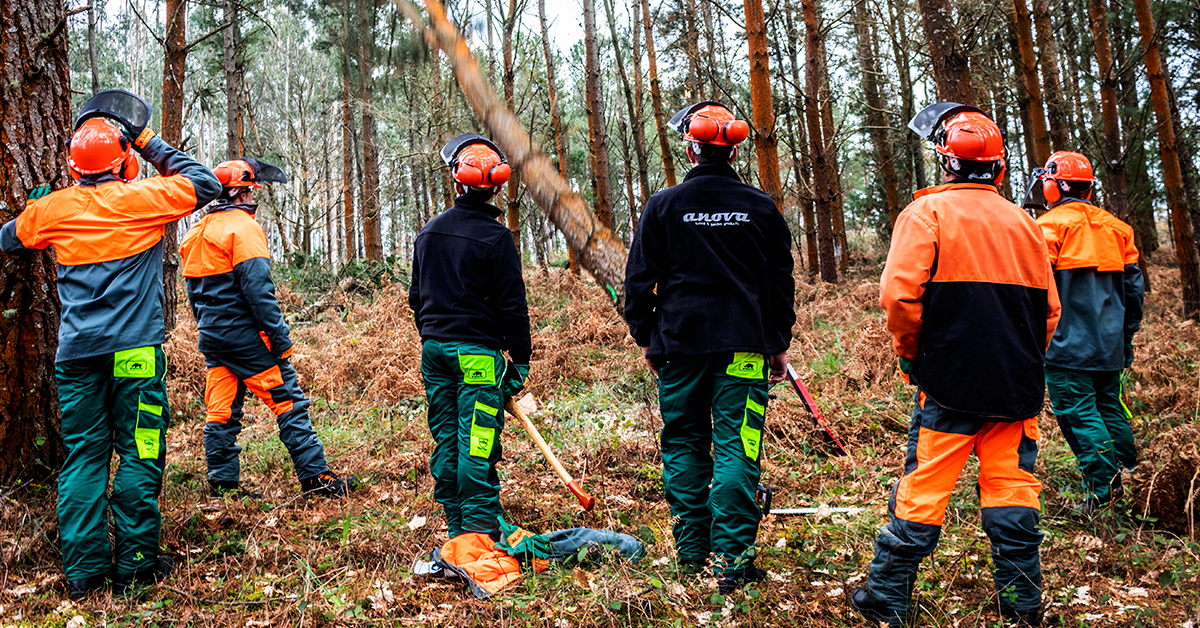 COME ABBATTERE UN ALBERO CORRETTAMENTE